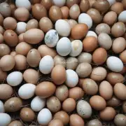 一只鸡蛋孵化多长时间？