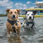 在水中呆上一段时间之后狗狗的生命体征有哪些变化？