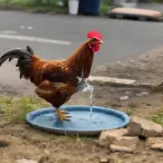 为什么鸡喜欢在夏天喝水?