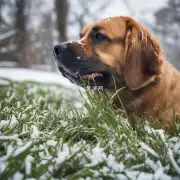 为什么狗喜欢在冬天吃草?