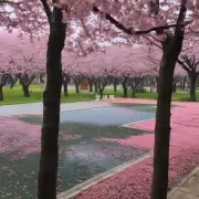 年春季武汉大学校园内的樱花什么时候会开花呢？