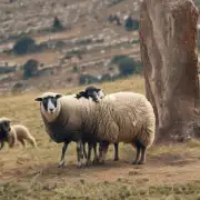 属羊和属猴之间有哪些相容性？