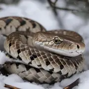 蟒蛇在野外生存时如何应对寒冷天气？