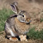 为什么兔子会与哪些动物搭配得不好呢？