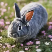 第一题为什么有那么多的人认为兔子是最美的？