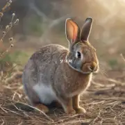 有哪些常见的兔子与其他动物组合的例子？