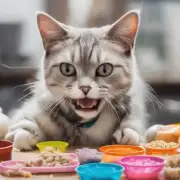 你在给猫咪喂食方面有什么特别的方法或技巧吗？