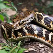 python 术代表什么动物？