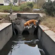 当狗狗不小心掉入污水池时它是否有可能幸存下来呢？