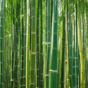 在什么条件下富贵竹更容易发芽呢？
