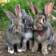 你对兔子的命运有什么看法？