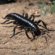 蝎子和蜈蚣哪个更适合作为宠物？
