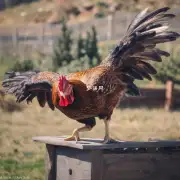 为什么鸡不能飞？