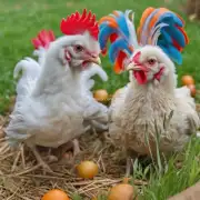 你认为属鸡在十月份出生的人会是什么样的性格特点？