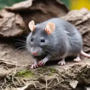 你知道老鼠在白天睡觉吗？