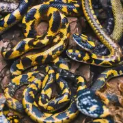 属蛇的爱情运势是否会影响到财运的发展？