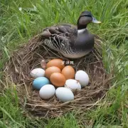 鸭子多长时间才能产下第一枚卵？