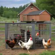 鸡可以养在室内还是室外？