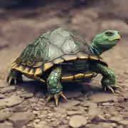 如何正确地佩戴龙龟？