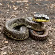 如果一个蟒蛇被捉住并带到人类居住地中应该如何处理它以确保它的安全与健康状况良好呢？