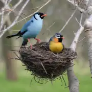 鸟类通常什么时候开始筑巢和产卵？