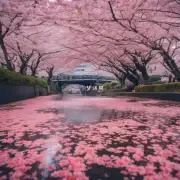东京有哪些著名的赏樱景点？