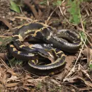 一条蛇最多能活几年？