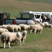 在牧场上工作时羊更胜一筹吗？