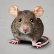如果您认为老鼠不是十二生肖中最大的老鼠那么你认为什么才是最大的老鼠呢？
