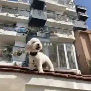 如果我的邻居在阳台上养宠物狗会发生什么情况吗？