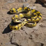 条蛇能活多久？
