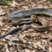 一条蛇大概能活多少年啊？