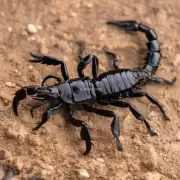 哪种蝎子或蜈蚣更容易繁殖并保持长寿？
