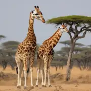 长颈鹿为什么会那么高？因为它们身体结构的原因还是因为他们要喝水或者吃东西而不得不去到很高的地方去寻找水源或食物源么？