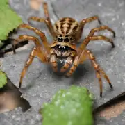 你认为踩死一只蜘蛛对环境和生态系统有什么影响吗？