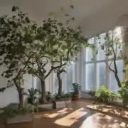 这些树是不是挡住了阳光呢？如果是的话那我是不是应该在窗户旁边放上一些植物来补充光线？