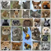 年属什么动物呢？