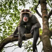 猴子是不是只会爬树抓东西什么的？