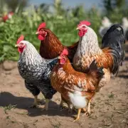 关于立秋鸡的食物偏好方面你知道一些特别有趣的事情吗？