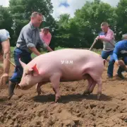 如何正确地将一只生猪从地面上抬起来？