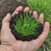 在什么情况下会发生草种下多久打头？