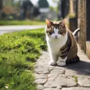 你会经常带猫咪外出散步吗？