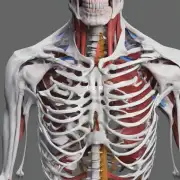 锁骨是人体哪个部分？