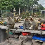 你觉得属猴的人在职场上表现如何？