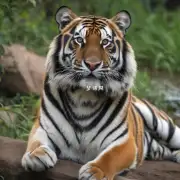 你知道什么与老虎有关的事情吗？