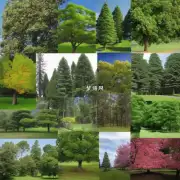 什么是树木所具有的一些基本特征和性质？