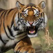印度虎和孟加拉虎都是濒危物种吗？如果是的话原因是什么呢？