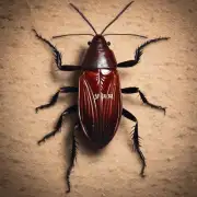 如果我看到了一只蟑螂那么我是否能使用杀虫剂或其他化学物质杀死它们？