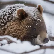 为什么这些动物选择在冬季进入冬眠状态?