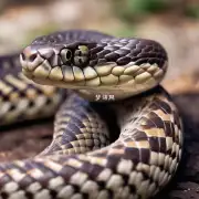为什么有些人会对蛇产生恐惧感而对其持有敌意的态度？
